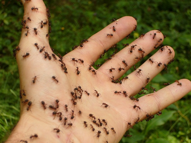 Mieren bestrijden tips binnen en buiten