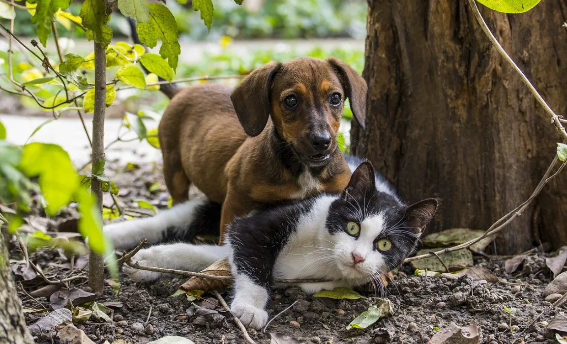 Ongedierte bij huisdieren - teken en vlooien bij honden en katten