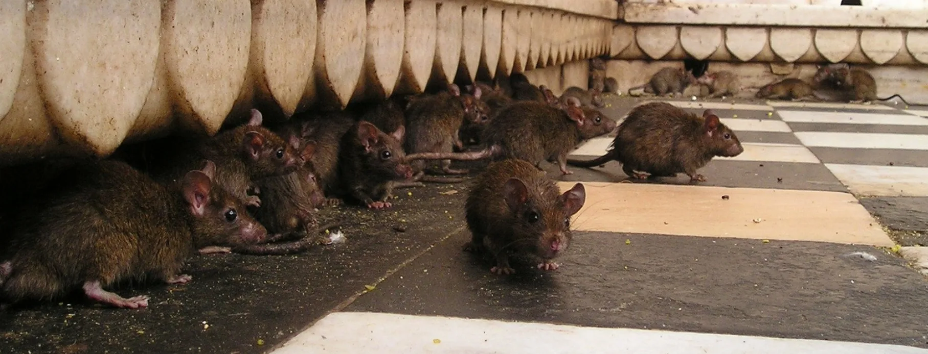 Ratten bestrijden tips