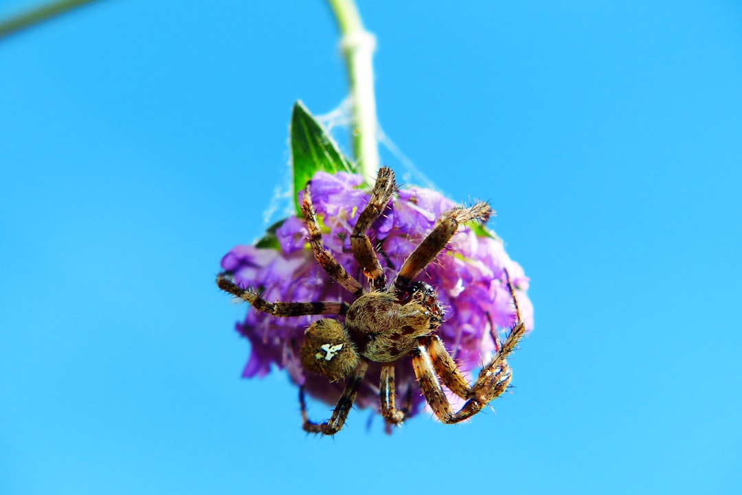 Photo wasp nest removal
