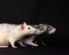 Photo rat control