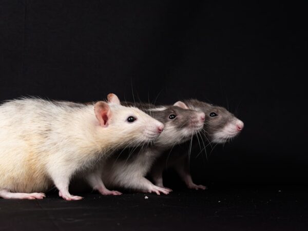 Photo rat control