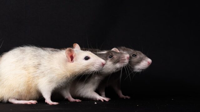 Photo rat control