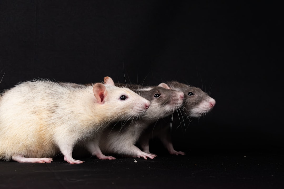Photo rat control