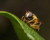 Photo wasp control