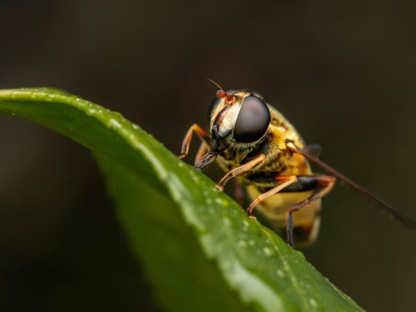 Photo wasp control