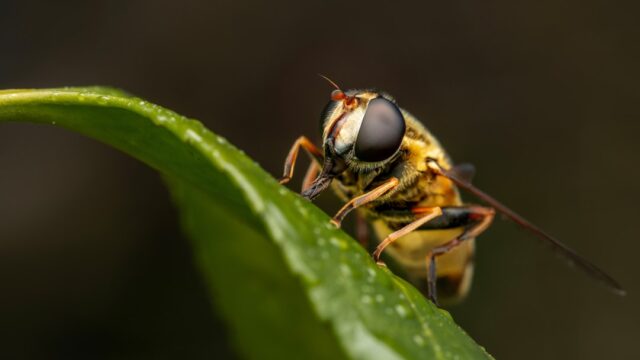 Photo wasp control