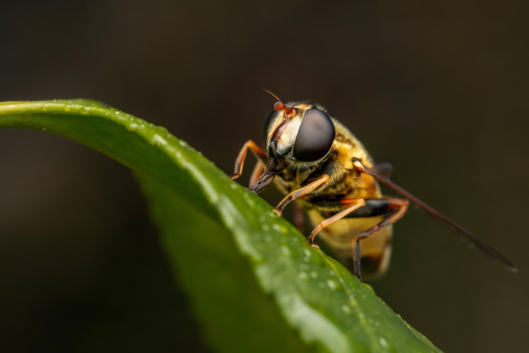 Photo wasp control
