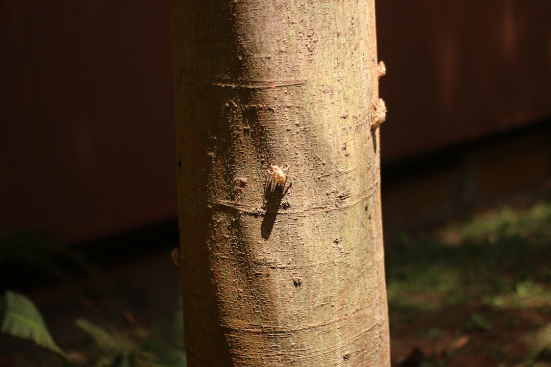 Photo houtwormkevers bestrijden