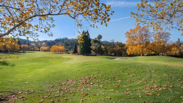 Photo europese hoornaar bestrijden