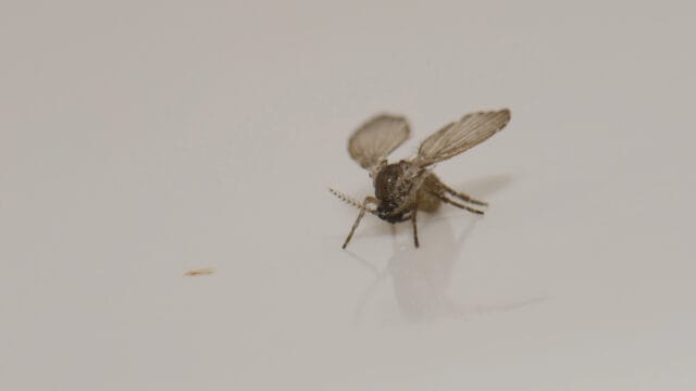 Bathroom moth midge Clogmia albipunctata in a house.
