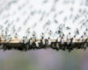 A swarm of flying ants gather on a white background