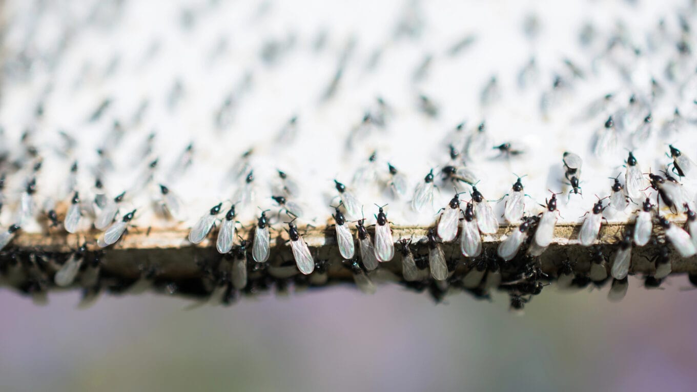 A swarm of flying ants gather on a white background