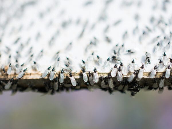A swarm of flying ants gather on a white background