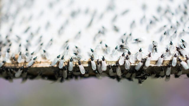 A swarm of flying ants gather on a white background