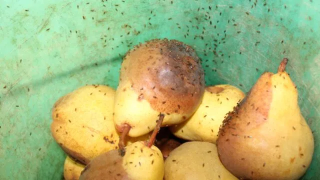many fruit flies on pears