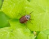 may beetle insect on leaf
