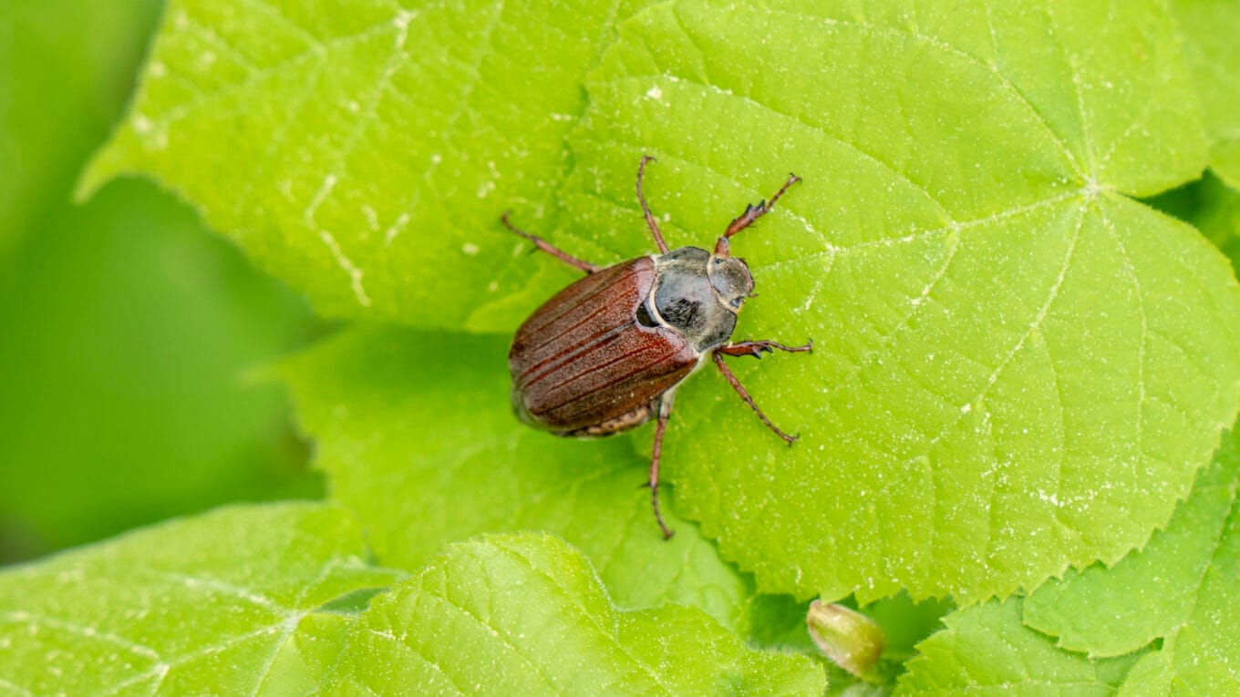 may beetle insect on leaf