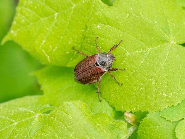 may beetle insect on leaf